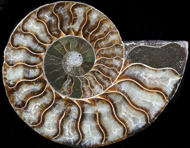 Agatized Ammonite Fossil (Half) #39623